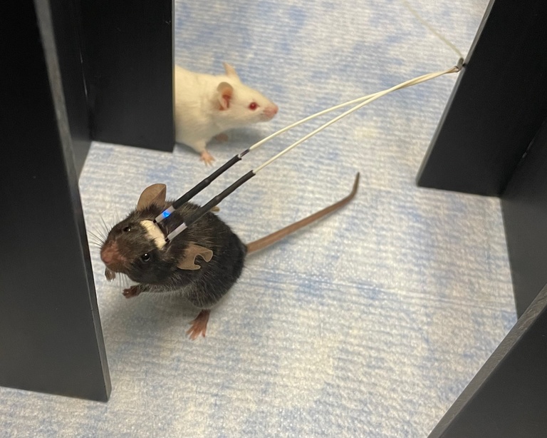 fp mouse rearing